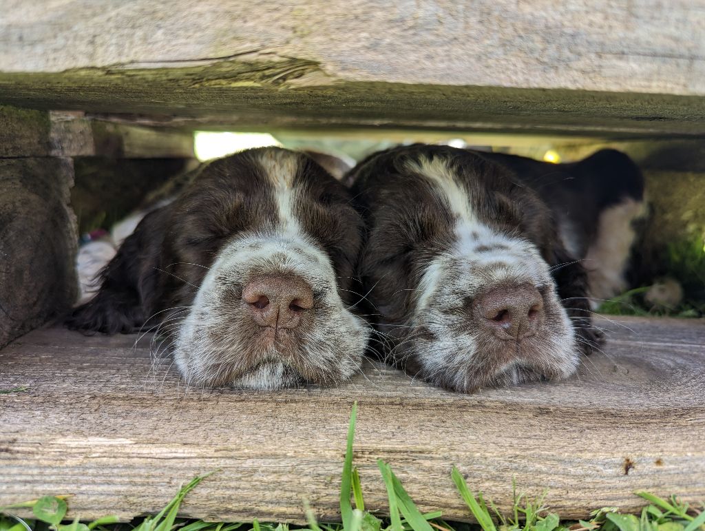 De Rebelle Arya - English Springer Spaniel - Portée née le 04/03/2023