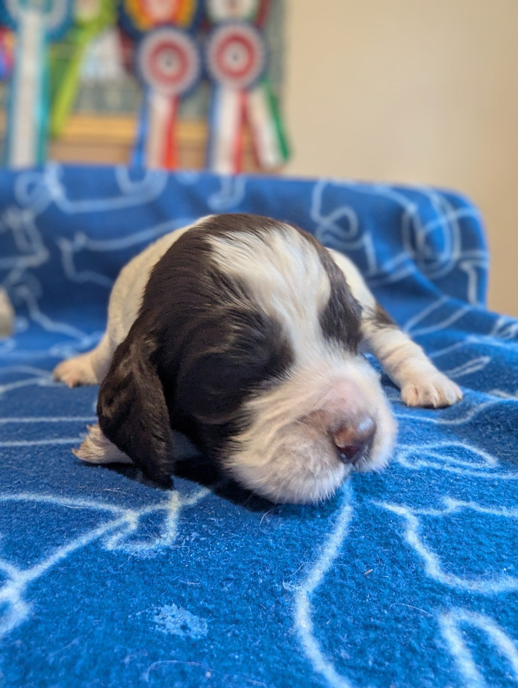 De Rebelle Arya - Chiots disponibles - English Springer Spaniel
