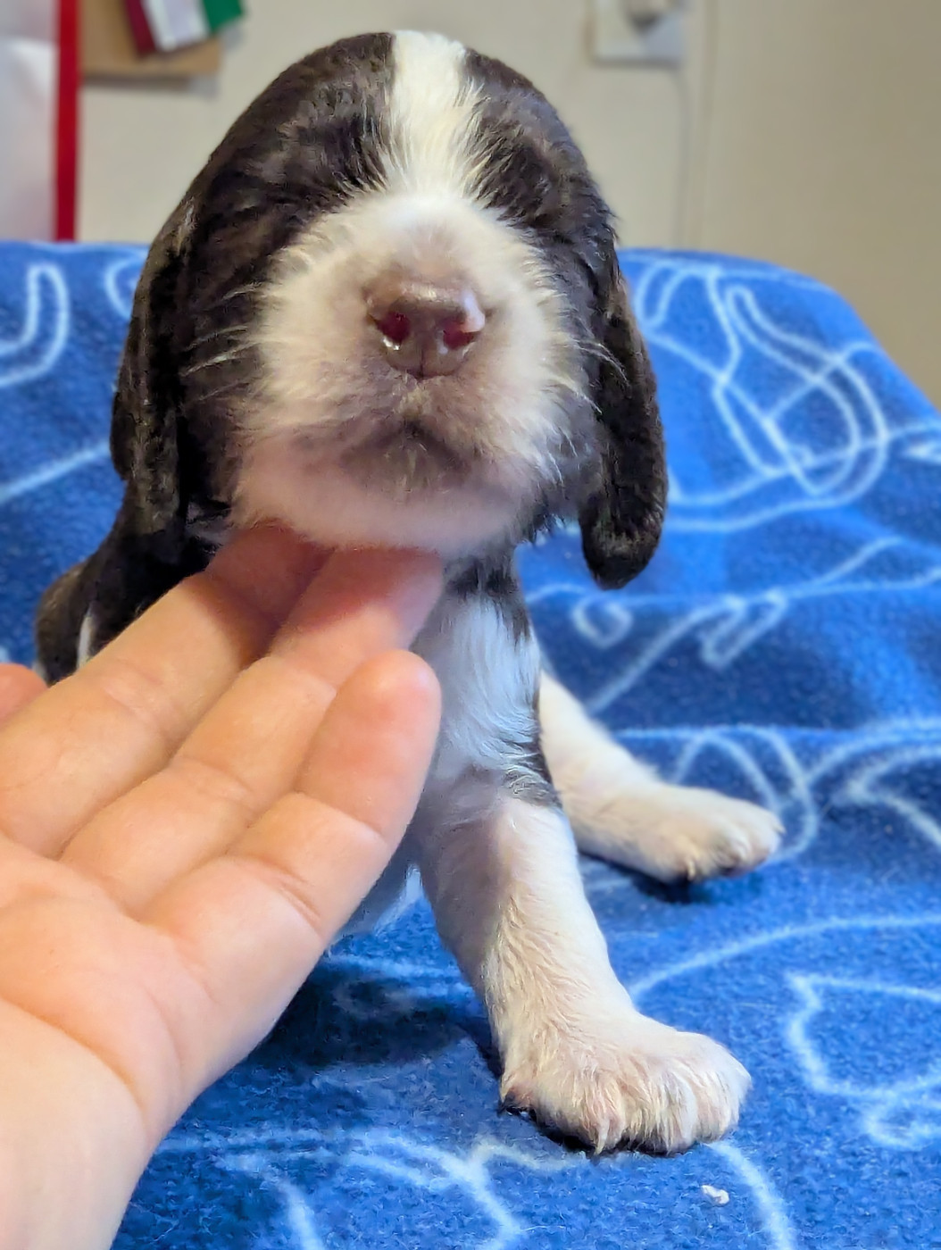 De Rebelle Arya - Chiots disponibles - English Springer Spaniel