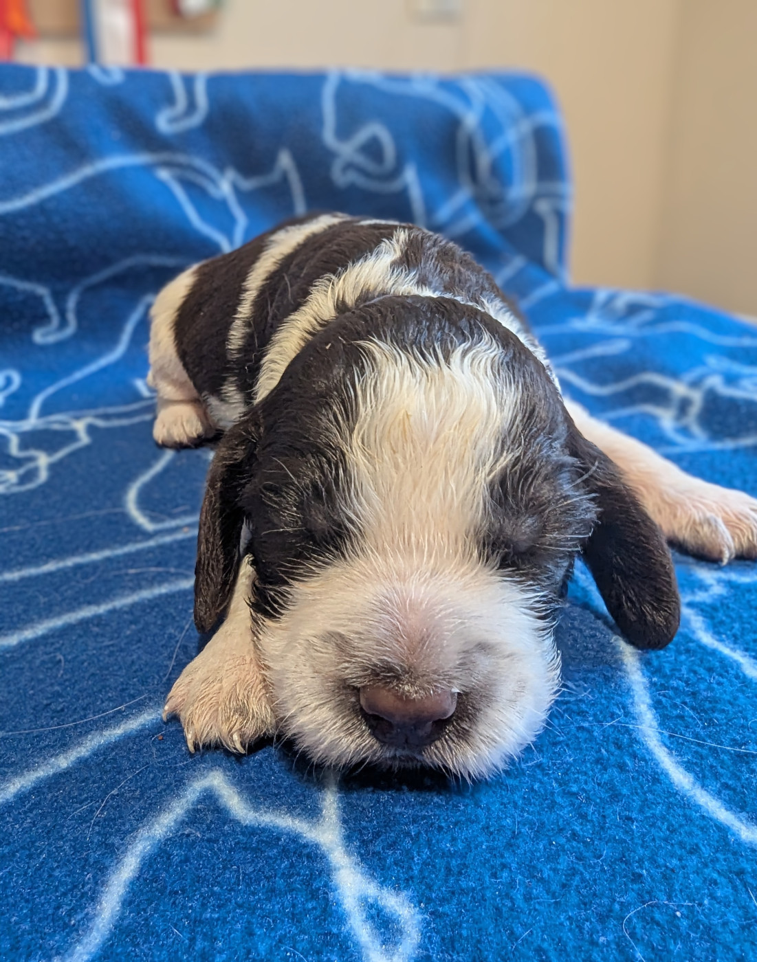 De Rebelle Arya - Chiots disponibles - English Springer Spaniel