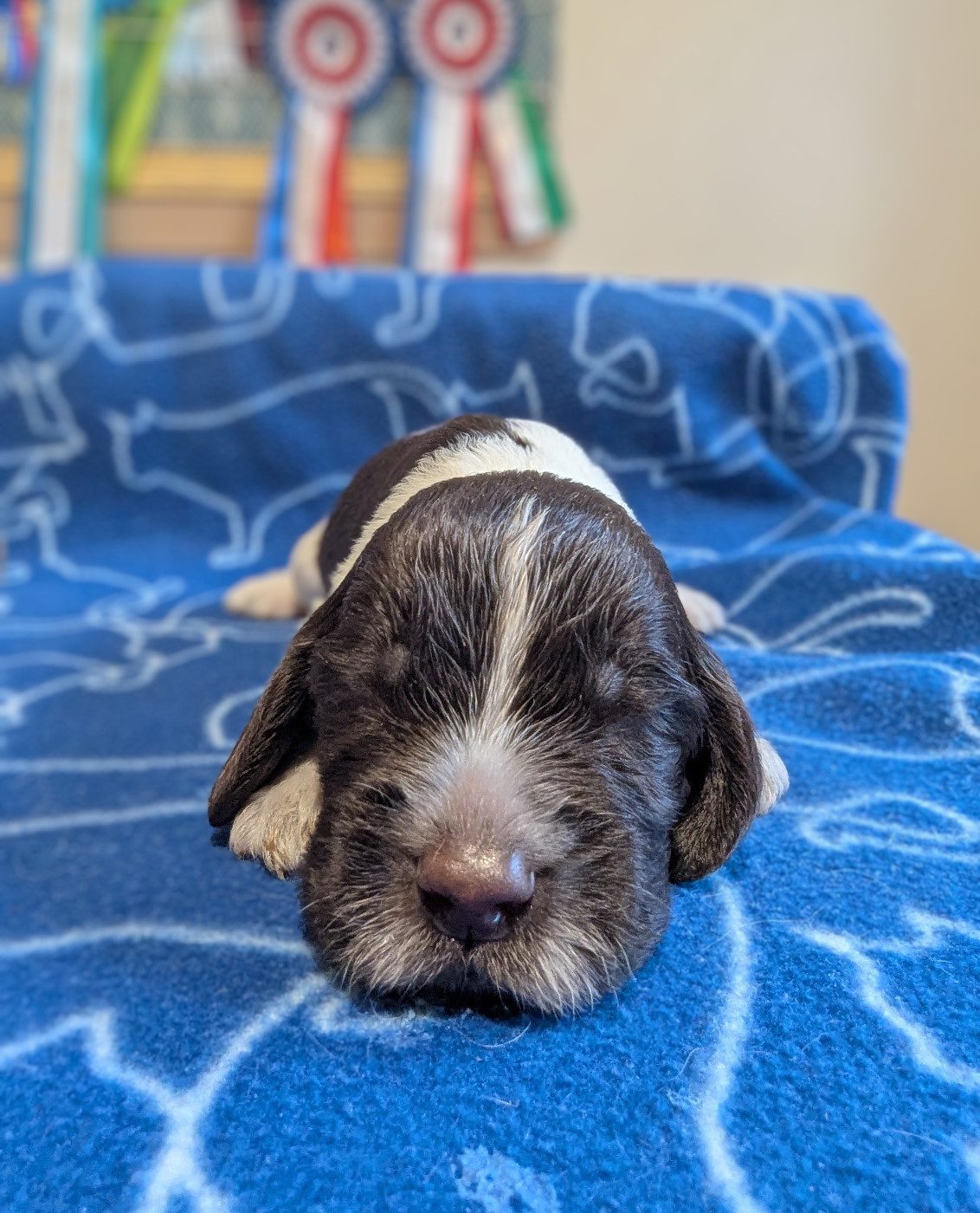 De Rebelle Arya - Chiots disponibles - English Springer Spaniel