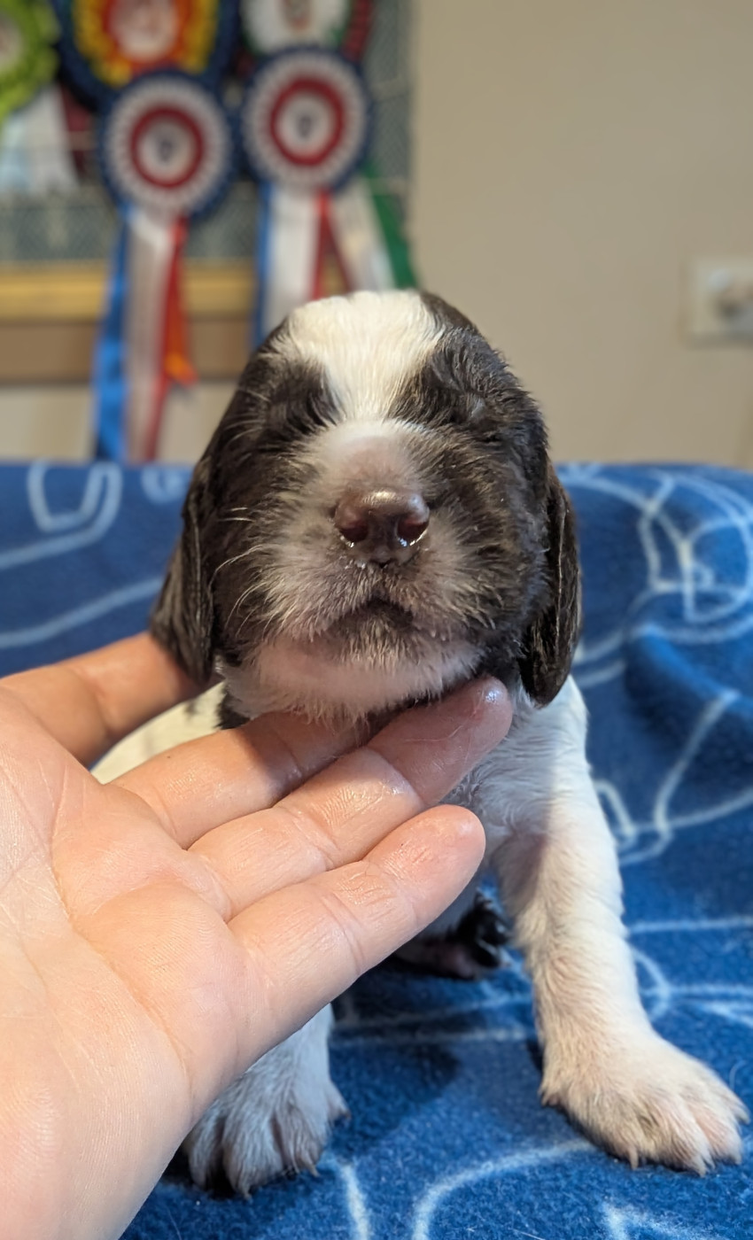 De Rebelle Arya - Chiots disponibles - English Springer Spaniel