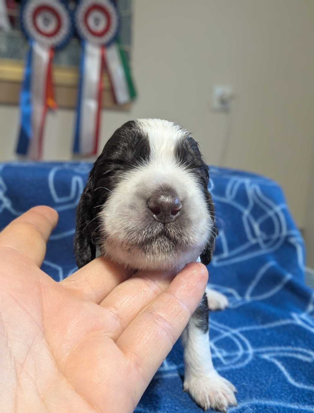De Rebelle Arya - Chiots disponibles - English Springer Spaniel