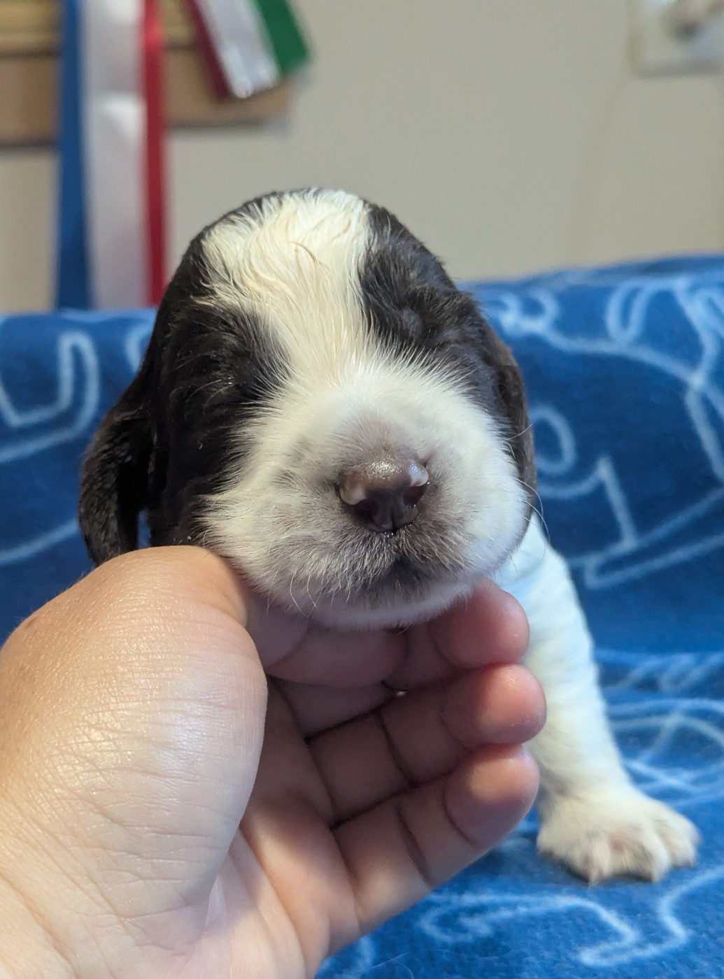 De Rebelle Arya - Chiots disponibles - English Springer Spaniel