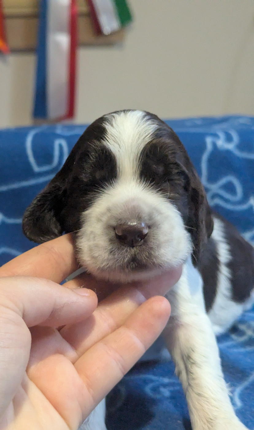 De Rebelle Arya - Chiots disponibles - English Springer Spaniel