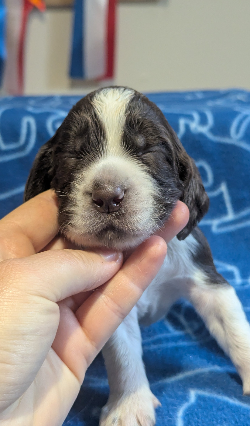 De Rebelle Arya - Chiots disponibles - English Springer Spaniel