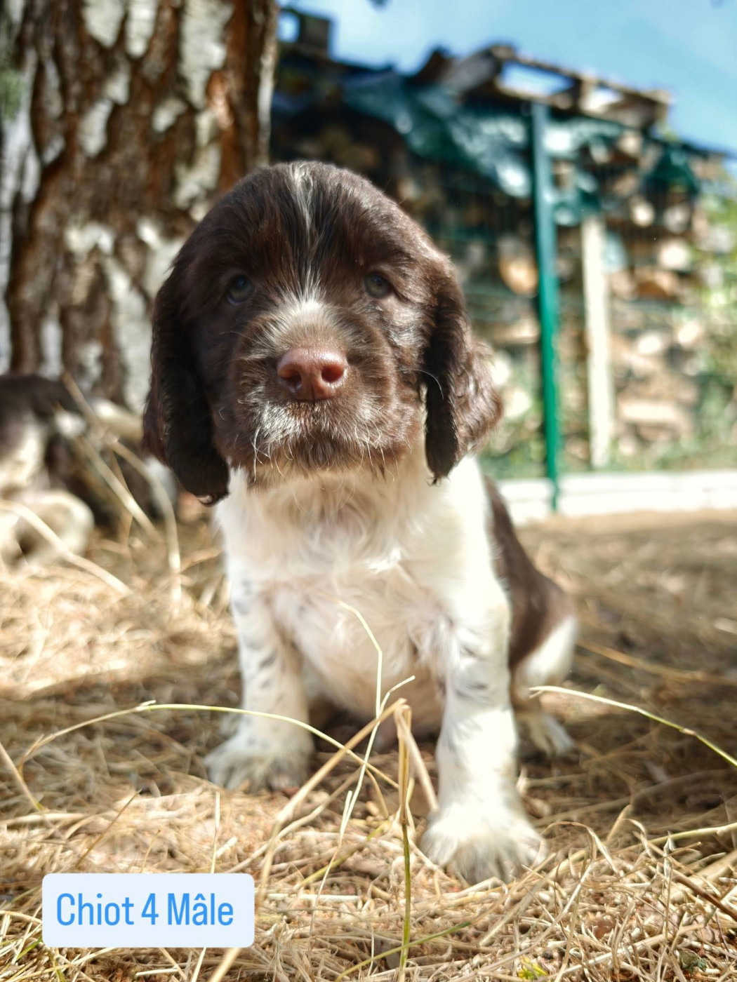 De Rebelle Arya - Chiots disponibles - English Springer Spaniel