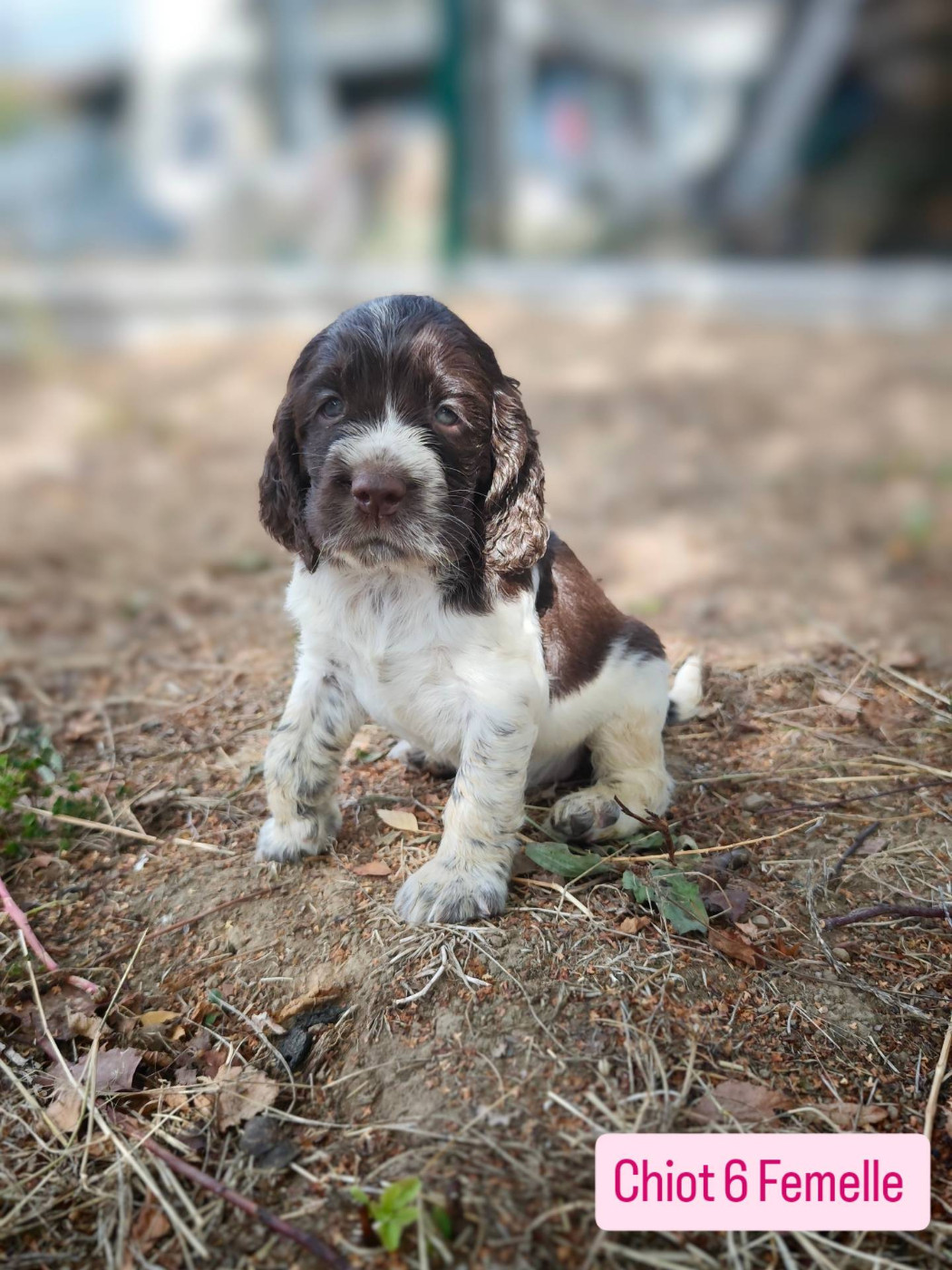 De Rebelle Arya - Chiots disponibles - English Springer Spaniel