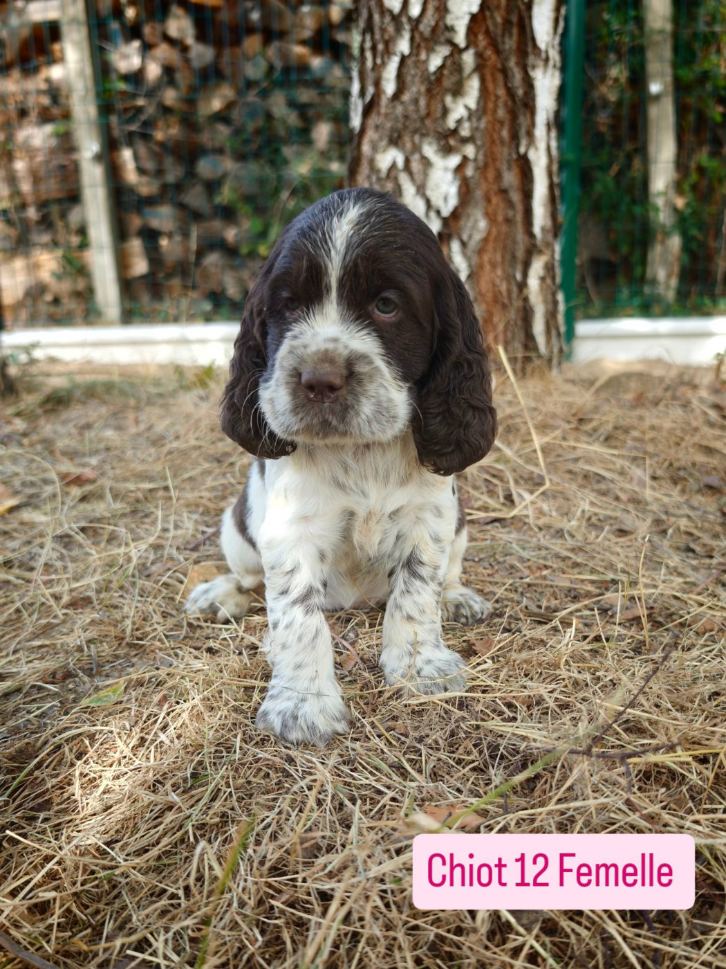 De Rebelle Arya - Chiots disponibles - English Springer Spaniel
