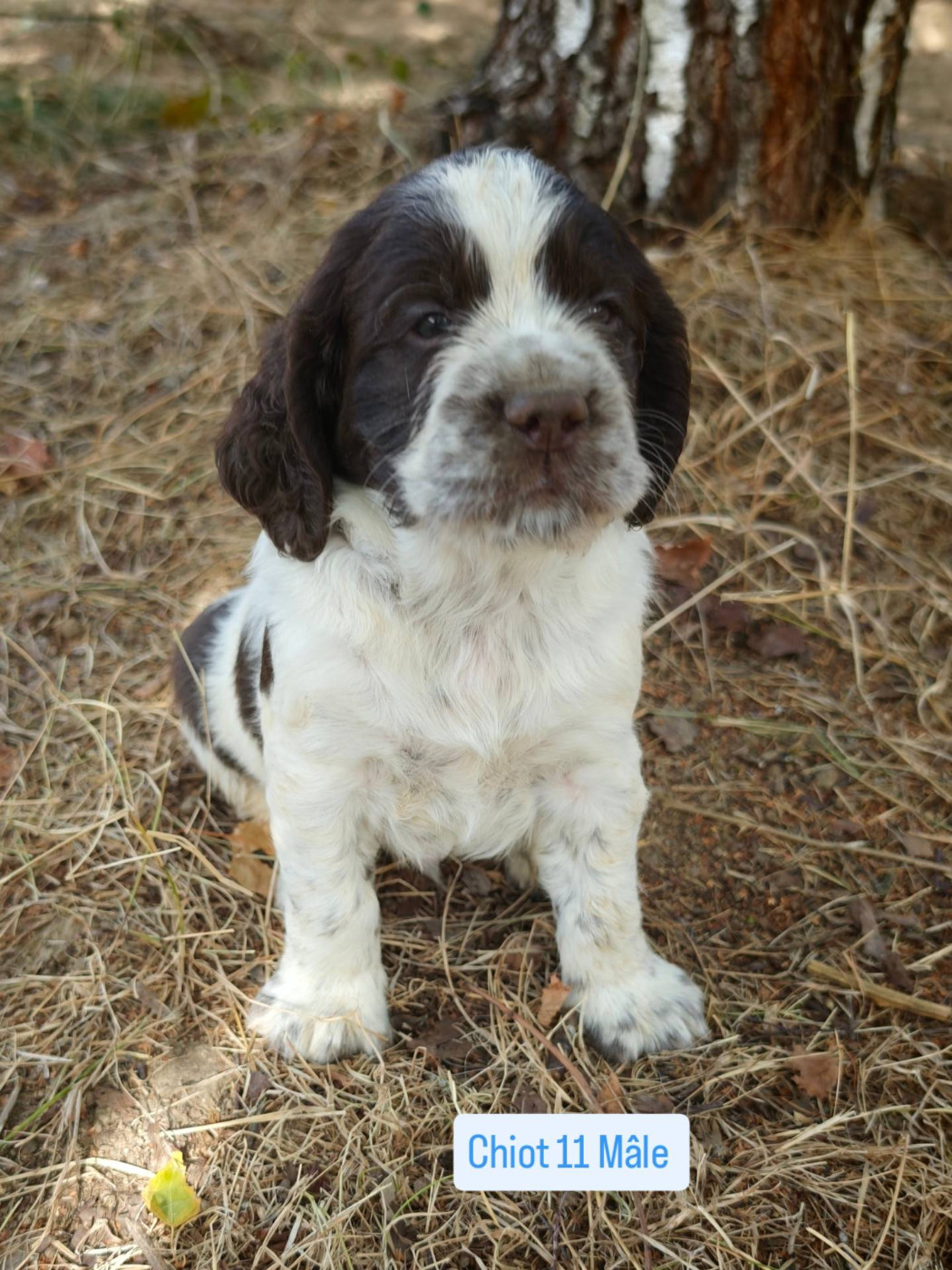 De Rebelle Arya - Chiots disponibles - English Springer Spaniel